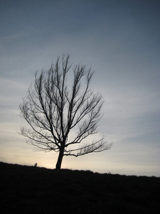 Bild von Pichler