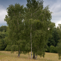 Bild hochgeladen von Deisl